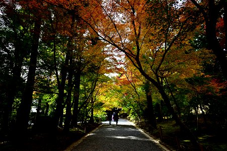 京都龍安寺/Kyoto Ryoanji