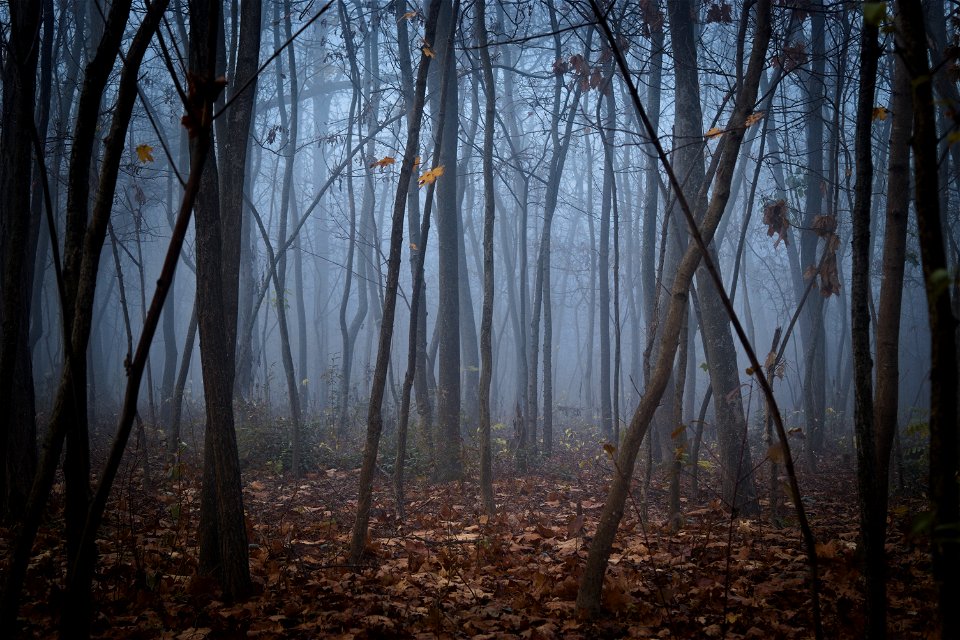 Trees & Fog