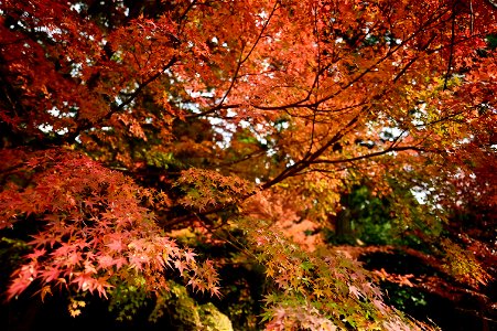 京都龍安寺/Kyoto Ryoanji