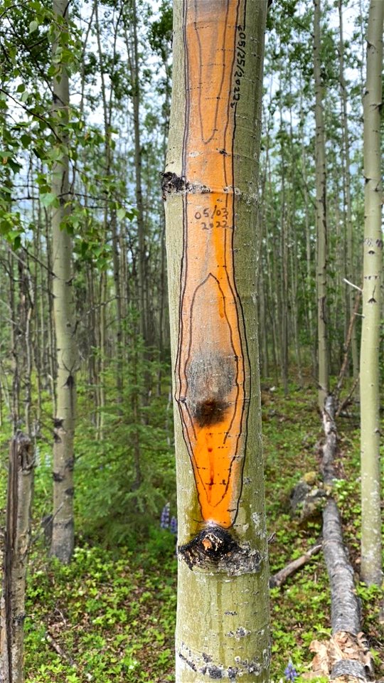 Aspen-running-canker-along-JuneauCreekRd-Alaska-3