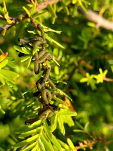 Hemlock-sawfly-larvae-Tongass-2
