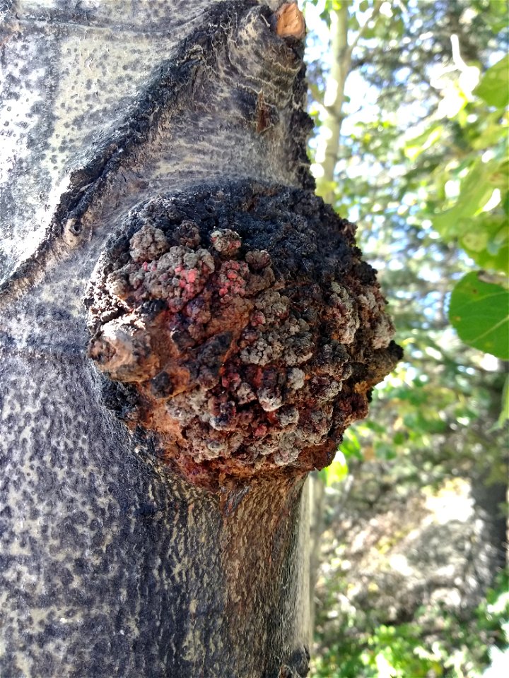 Young-Diplodia-gall-aspen-Alaska-2