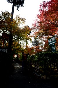 京都龍安寺/Kyoto Ryoanji