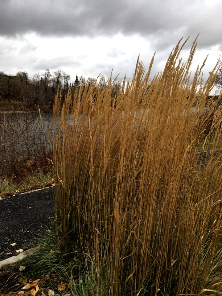 River Grass and a grey sky