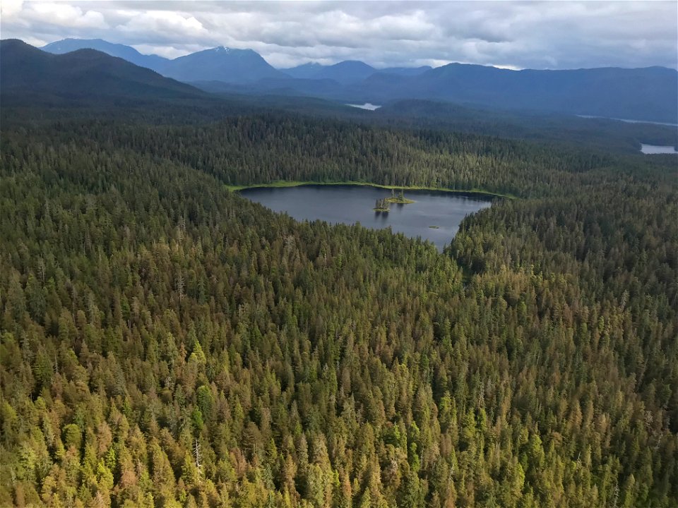Western-blackheaded-budworm-damage-ADS-2021-Tongass-4