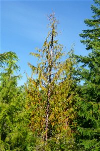 Young-growth-yellow-cedar-decline-Tongass-6