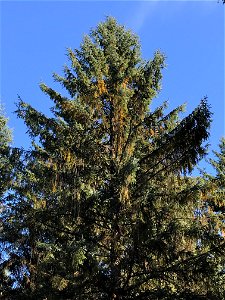 Spruce-discoloration-2018-Tongass-3 photo