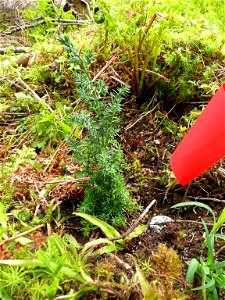 Yellow-cedar-common-garden-Prince-of-Wales-Tongass