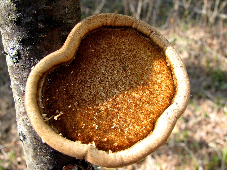 Fomitopsis-betulina-conk-underside-Alaska