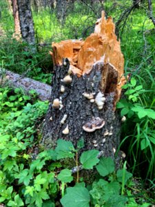 Fomitopsis-pinicola-ochracea-conks-Alaska-1