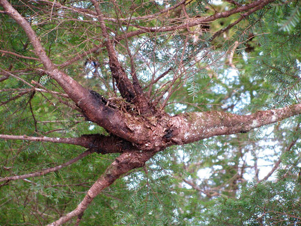 Hemlock-dwarf-mistletoe-infection-Haines-Alaska-2