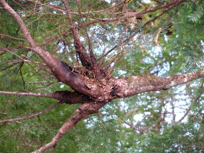 Hemlock-dwarf-mistletoe-infection-Haines-Alaska-2