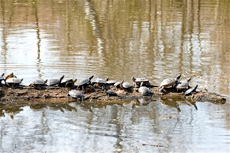 Turtles, Chisinau Zoo