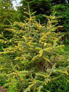 Spruce-needle-rust-Sitka-spruce-tree-Tongass-2 photo