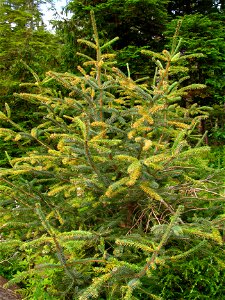 Spruce-needle-rust-Sitka-spruce-tree-Tongass-2