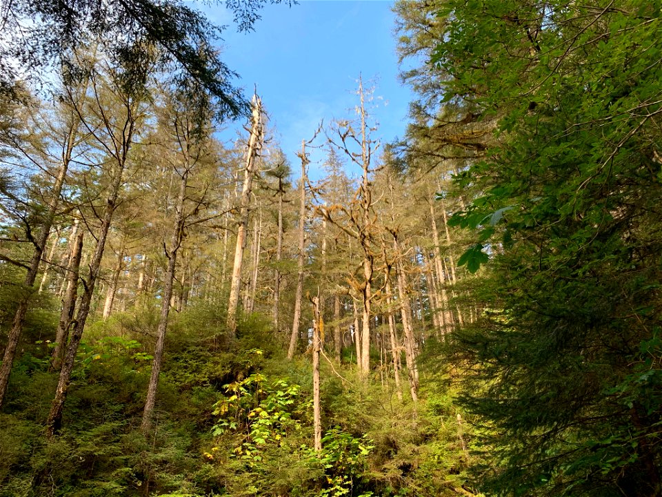 Western-blackheaded-budworm-defoliation-John-Muir-Trail-Juneau-Tongass