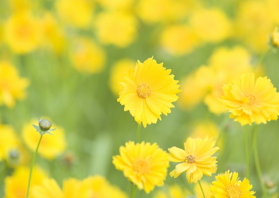 Yellow cosmos flower with green leaf