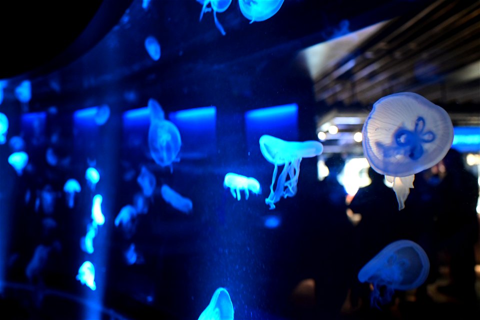 京都水族館 / Kyoto Aquarium