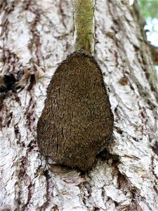 Paint-fungus-Echinodontium-tinctorium-conks-Haines-5
