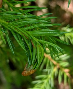 Spruce-budmoth-damage-Tongass-3