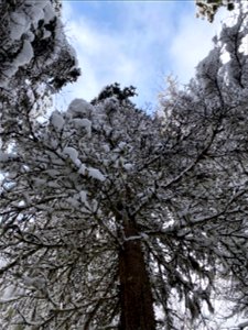 Spruce-beetle-attacked-spruce-tree-Anchorage-Alaska