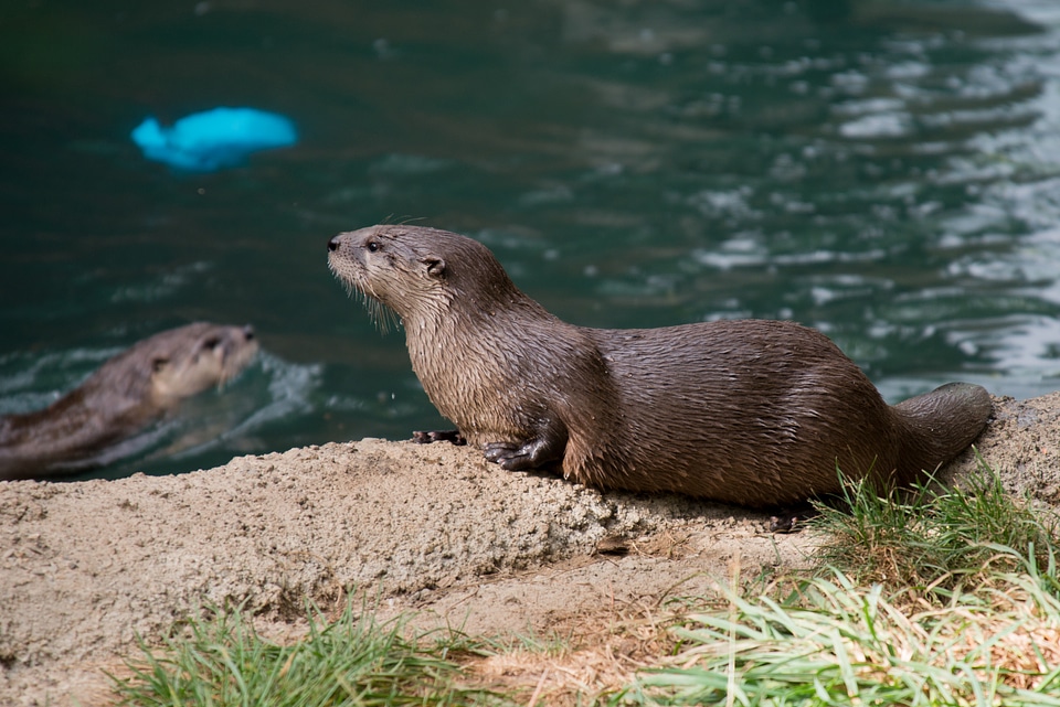 American river otter