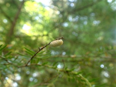 Hemlock-sawfly-pupal-case-Tongass