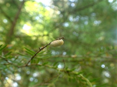 Hemlock-sawfly-pupal-case-Tongass photo