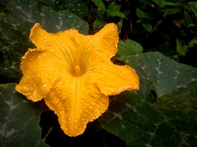 Flor