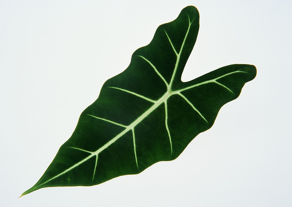 Green leaf photo