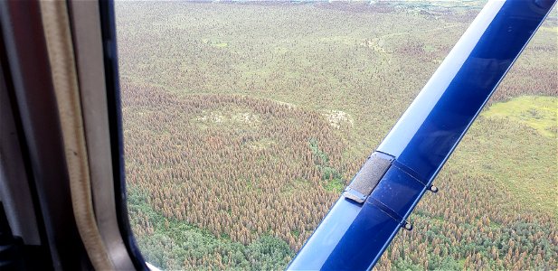 Spruce-needle-rust-aerial-detection-survey-2019-Alaska