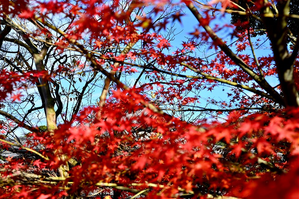 京都宇治平等院鳳凰堂 / Byodoin Hoohdo temple in Kyoto