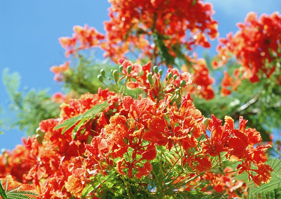 Orange rhododendron flowers