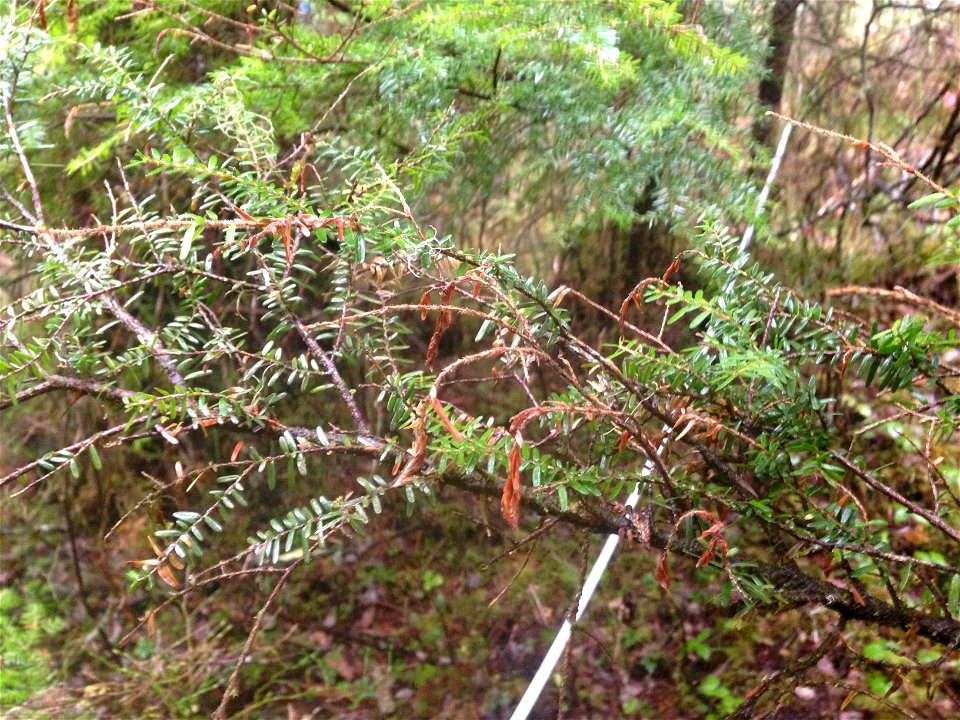 Sirococcus-shoot-blight-western-hemlock-Tongass-4