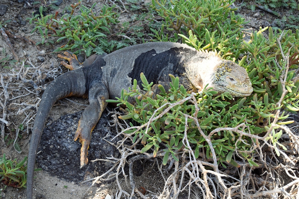 Wild lizard crawling on rocks