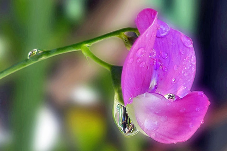 Rain drops on flower photo