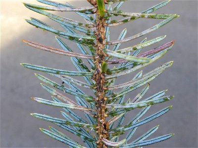 Spruce-aphids-heavy-infestation-Sitka-spruce-needles-Tongass photo