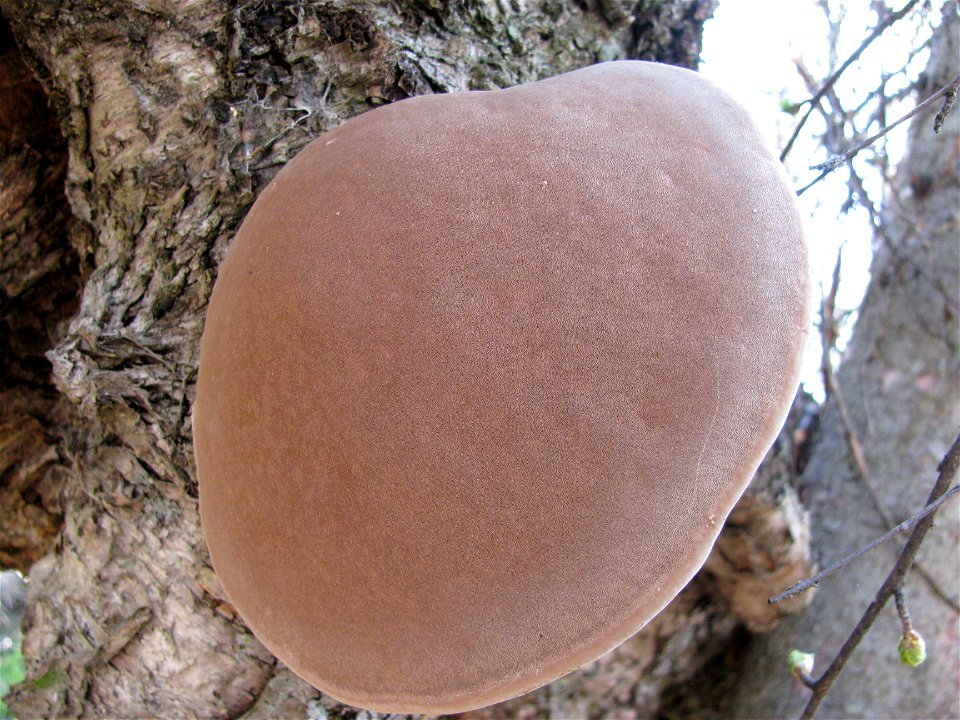 Phellinus-igniarius-conk_birch_Alaska_LoriWinton_01