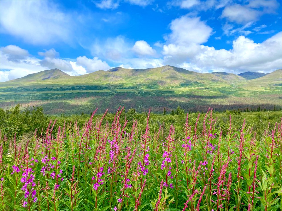 Cantwell-spruce-beetle-mortality-July2021-Alaska-SBrannoch