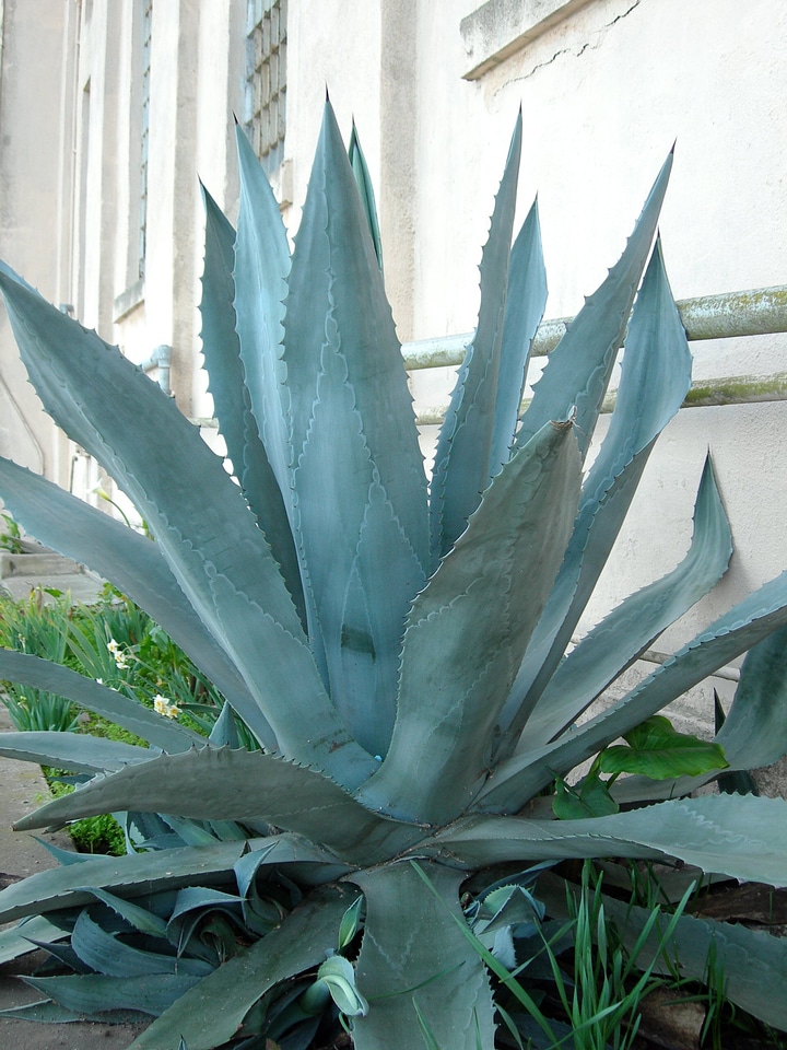 Century plant - Agave americana
