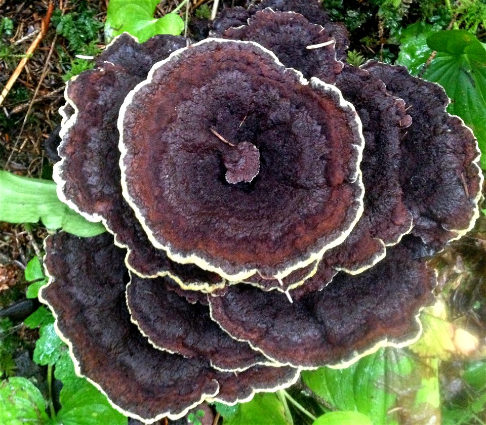 Phaeolus-schweinitzii-cowpie-from-roots-Tongass