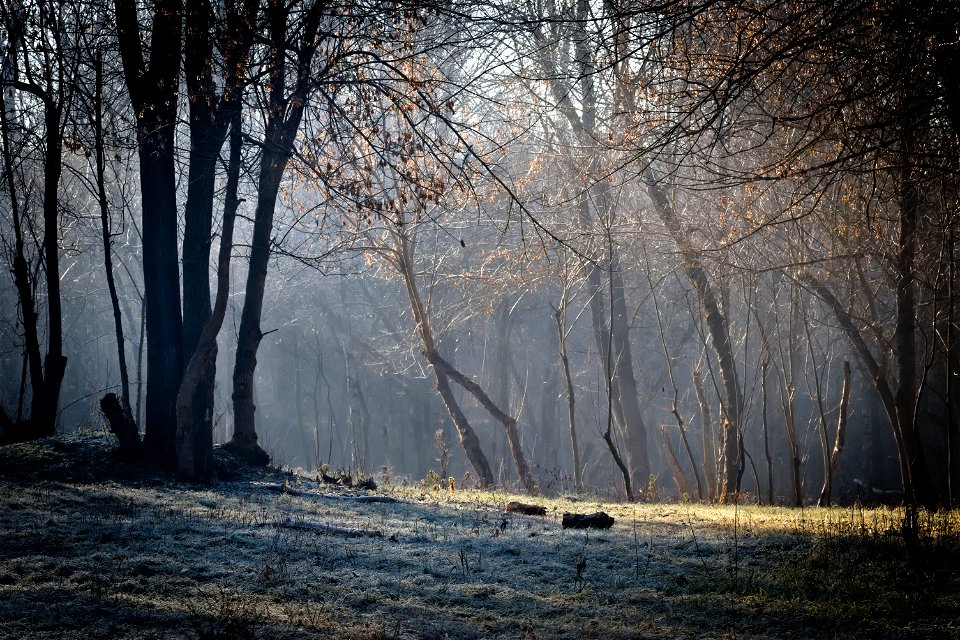 Park path