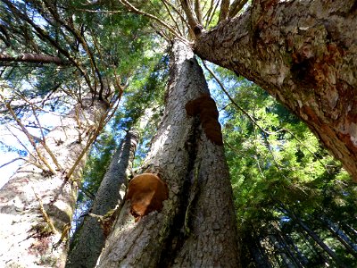 Phellinus-hartigii-AukeLk-Tongass-4