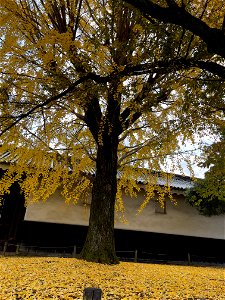 IMG_3678