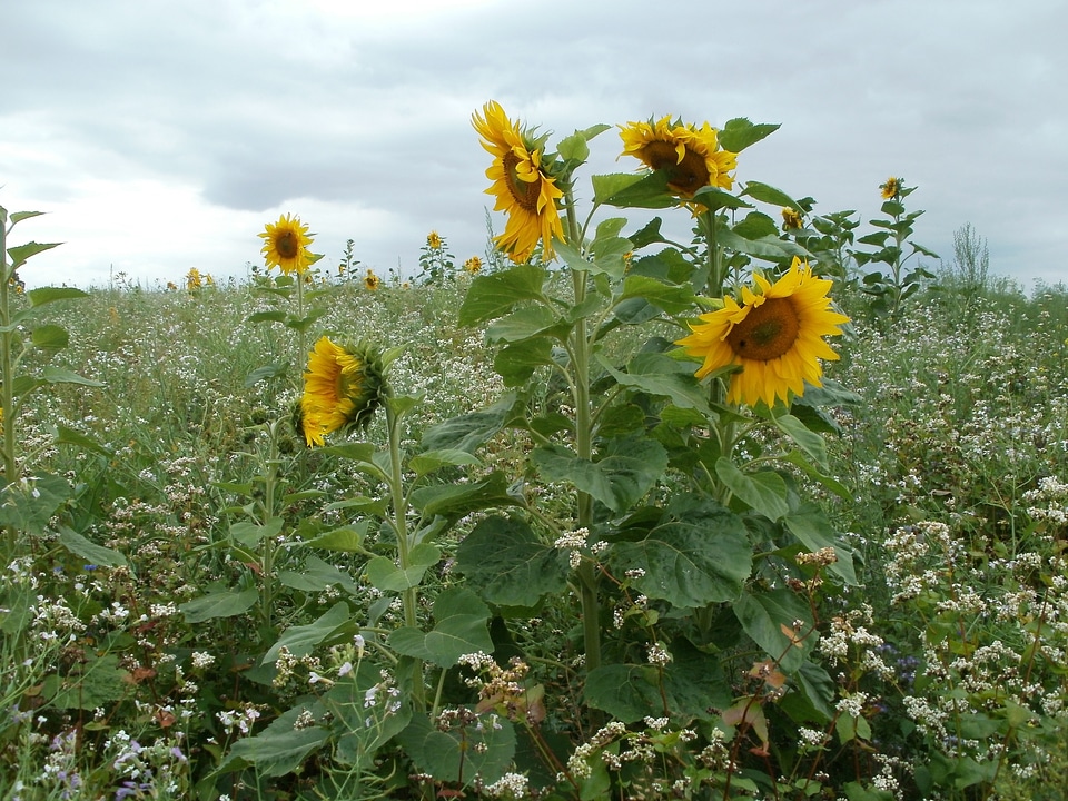 sunflowers bathing in sunlight