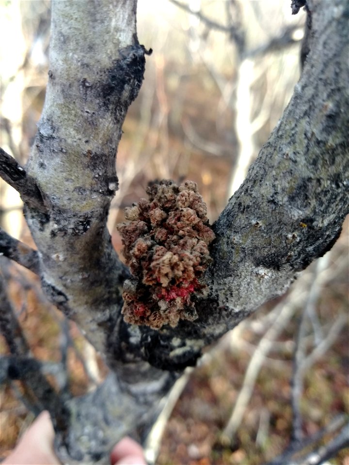 Young-Diplodia-gall-aspen-Alaska-1