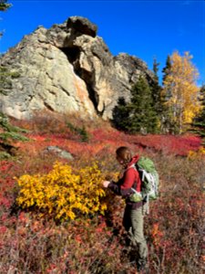 Recording-willow-leafblotch-miner-damage-Alaska