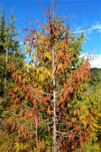 Young-growth-yellow-cedar-decline-Tongass-5