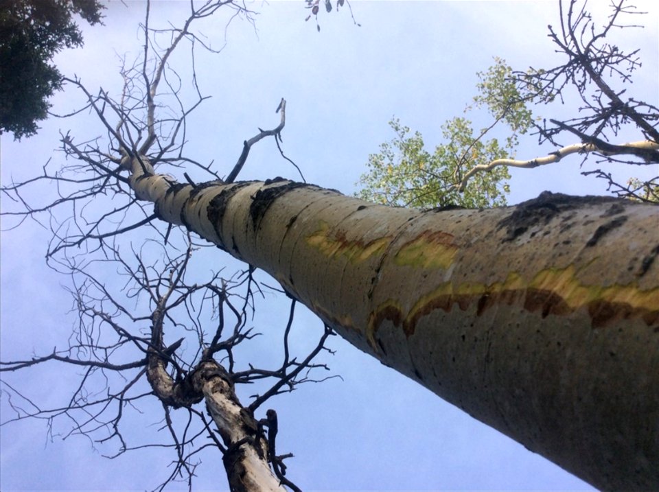 Aspen-running-canker-lesions-Alaska-1