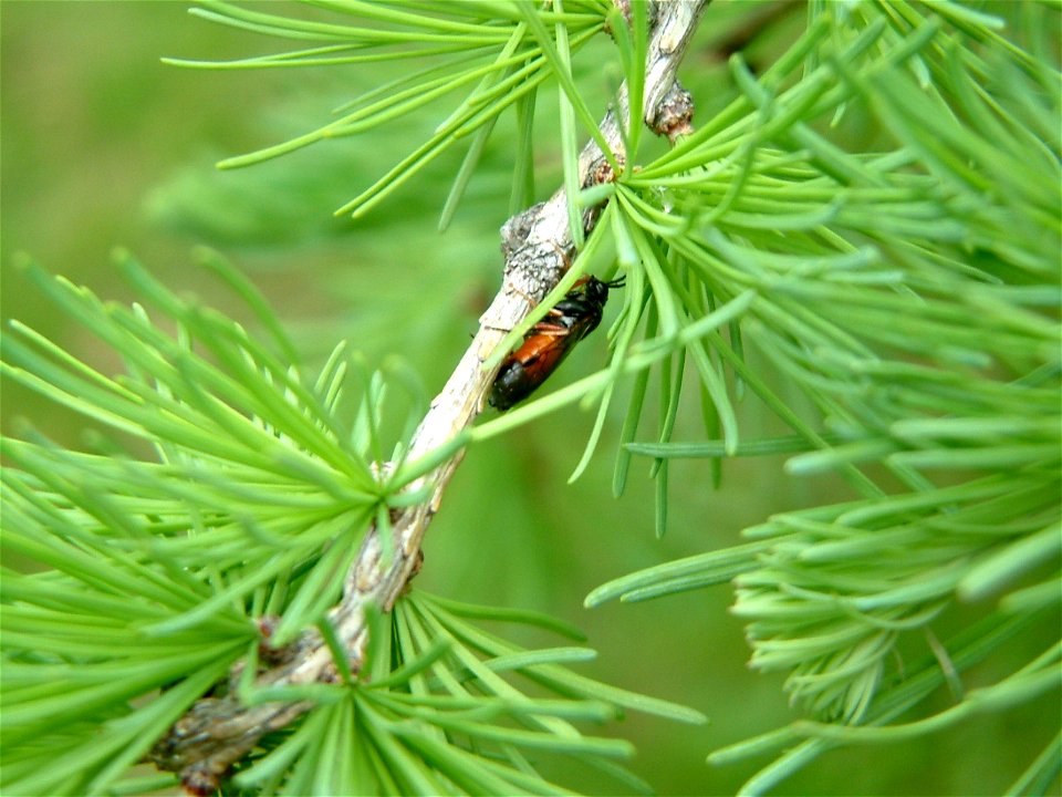 Larch-sawfly-Alaska-2